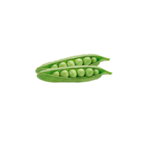 GUISANTE