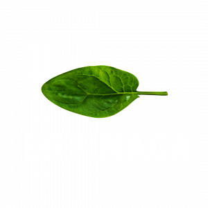 ESPINACA