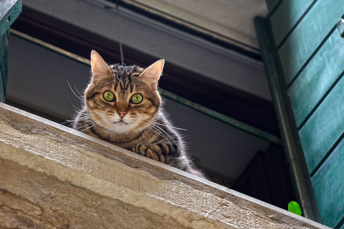 Gatos en casa