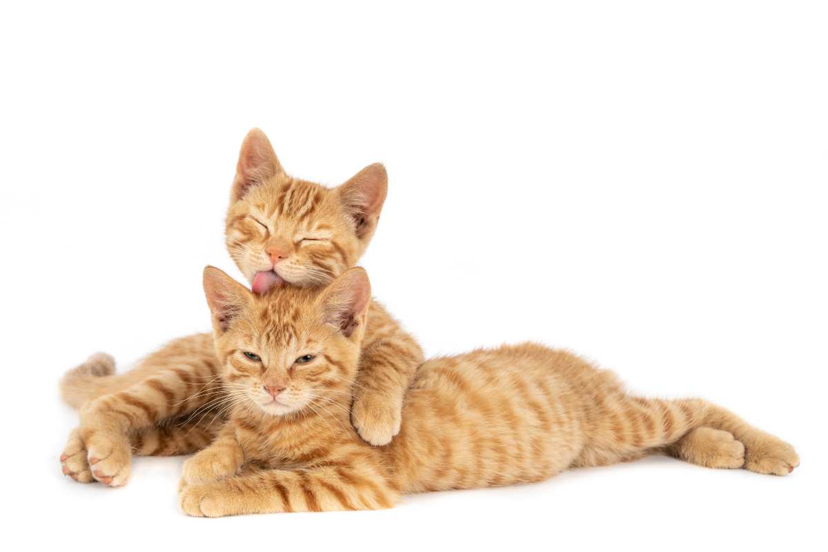 Blog 4 pienso seco vs comida humeda para gatos